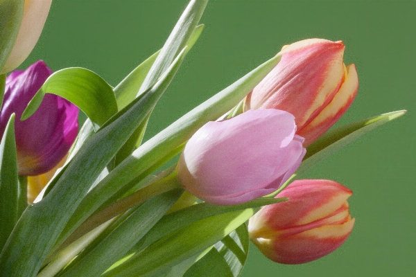 Nature blossom plant flower Photo