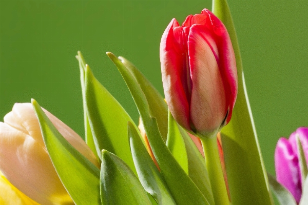 Nature blossom plant flower Photo