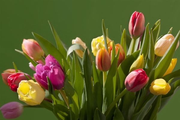 Nature blossom plant flower Photo