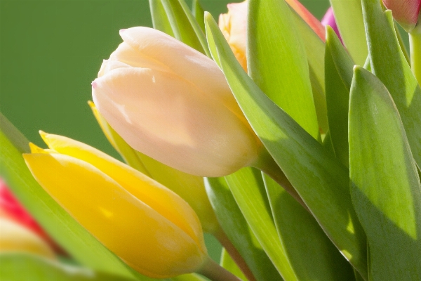 Nature blossom plant flower Photo