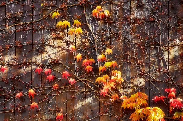 Nature branch plant wood Photo