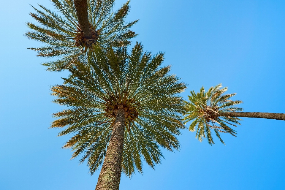 Beach sea tree nature