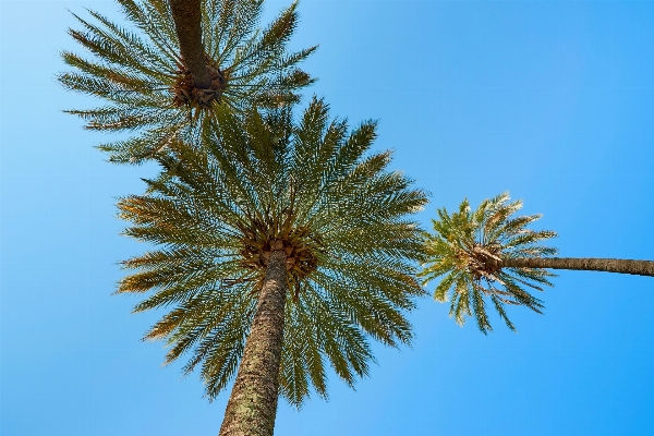 Beach sea tree nature Photo