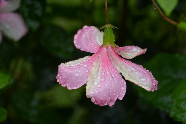 Blossom plant leaf flower Photo