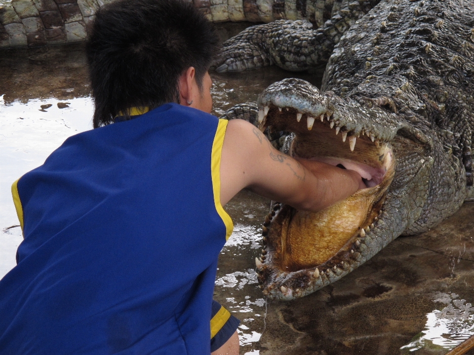 Mano biología reptil cocodrilo