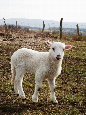 White meadow cute spring Photo