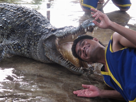 Foto Mano biología reptil cocodrilo