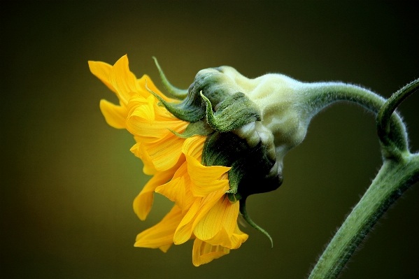 Foto Naturaleza planta fotografía hoja