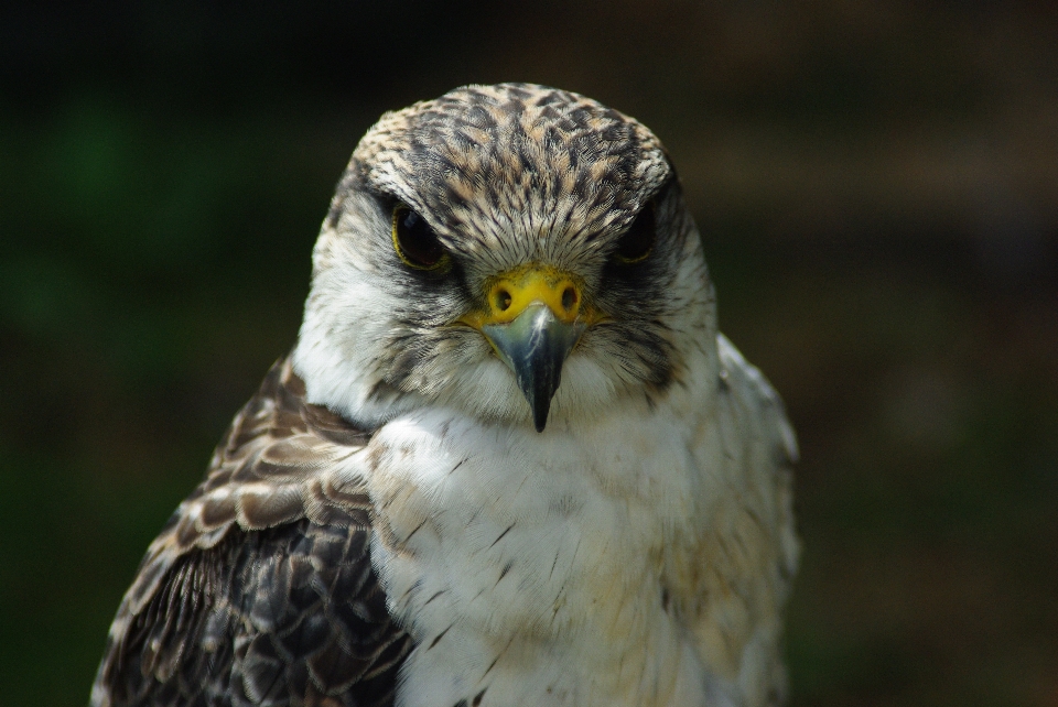 Uccello ala animali selvatici becco