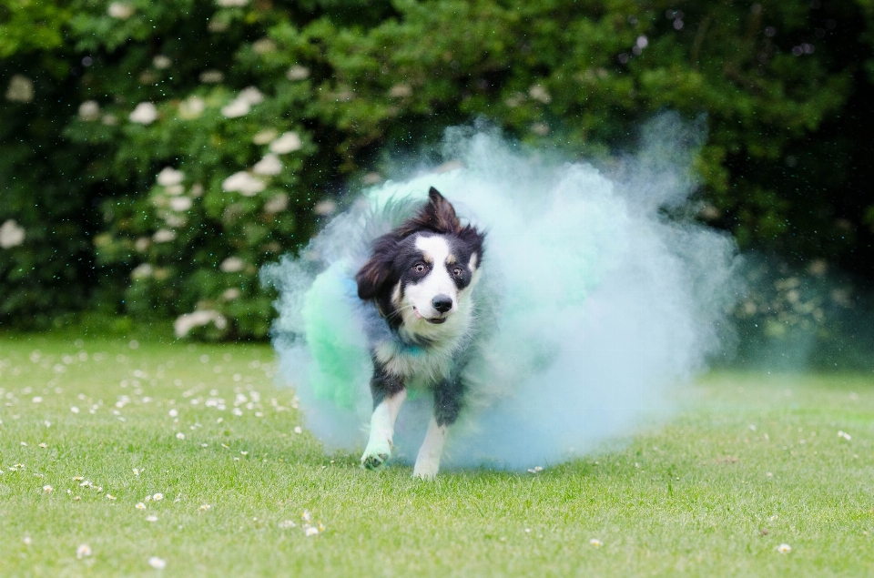 草 霧 子犬 犬