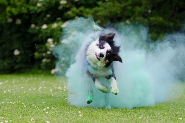 Foto Rumput anak anjing collie
