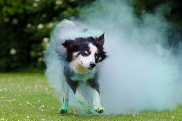 Foto Anjing collie
 mamalia collie perbatasan
