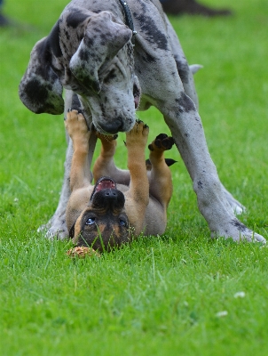 Grass puppy dog cute Photo