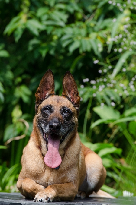 Lanskap alam trotoar anak anjing