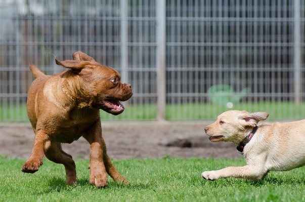 Play puppy dog mammal Photo