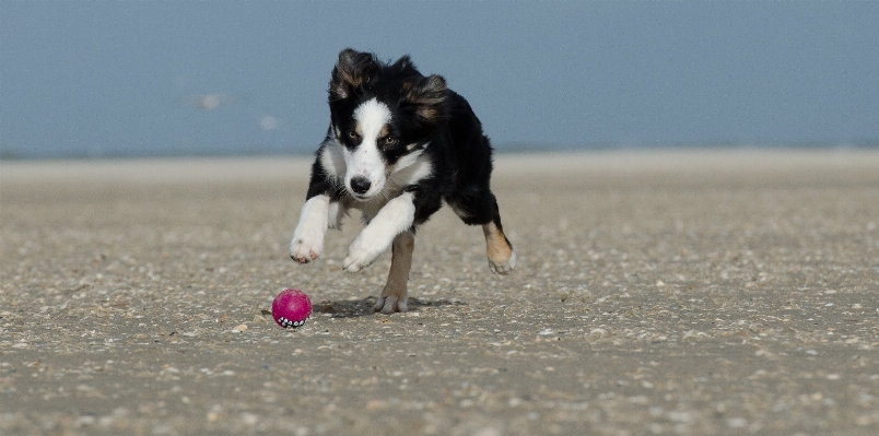 Beach sea sand dog Photo