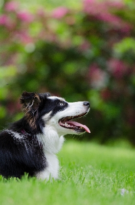 Grass view dog animal Photo