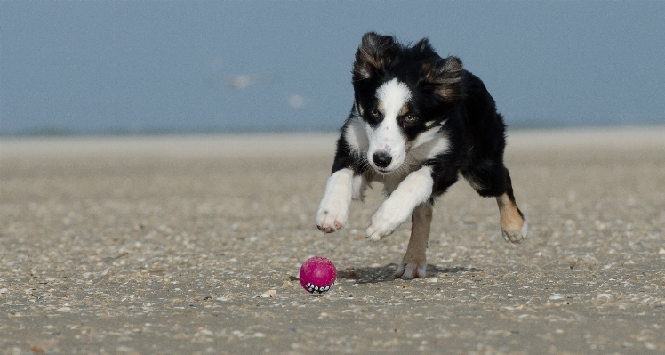 Beach play dog collie Photo