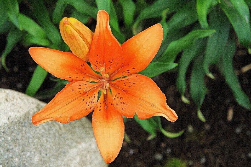 Natura pianta foglia fiore