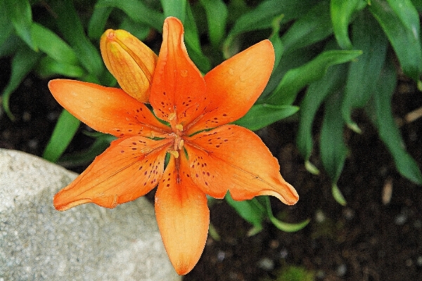 Nature plant leaf flower Photo