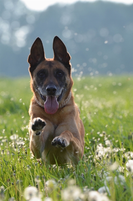 Meadow dog jump male