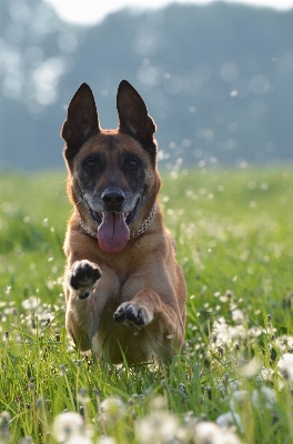 Meadow dog jump male Photo