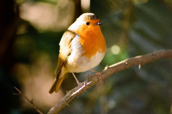 Foto árvore natureza ar livre filial