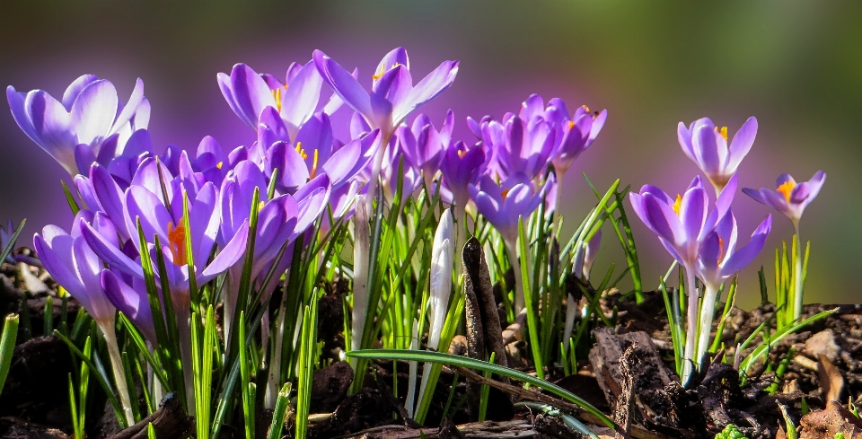 Herbe fleurir usine fleur