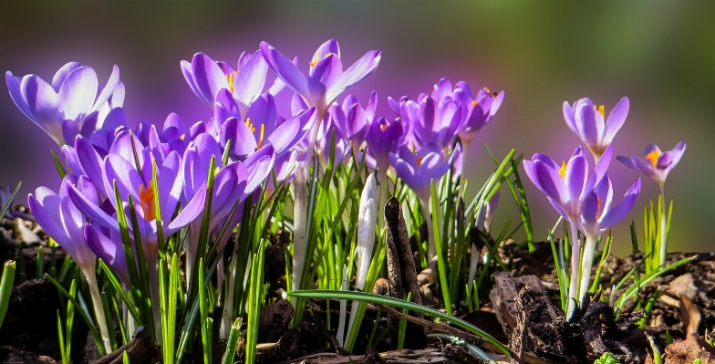 Grass blossom plant flower Photo