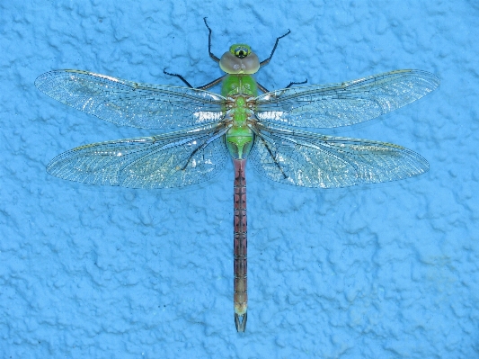 Wing insect macro bug Photo