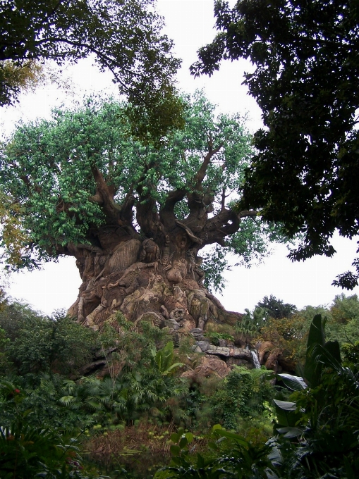 Albero pianta fiore giungla