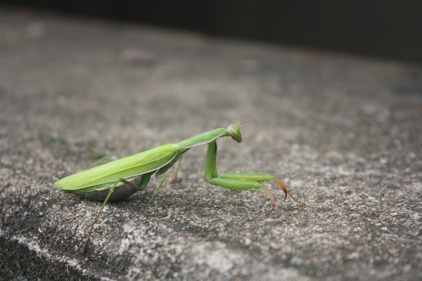 Nature wing leaf animal Photo