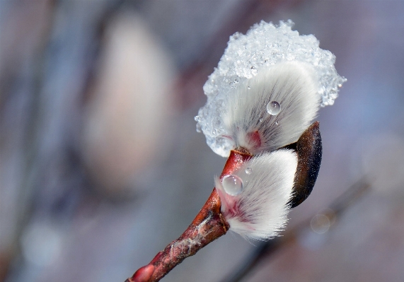 Nature branch blossom cold Photo