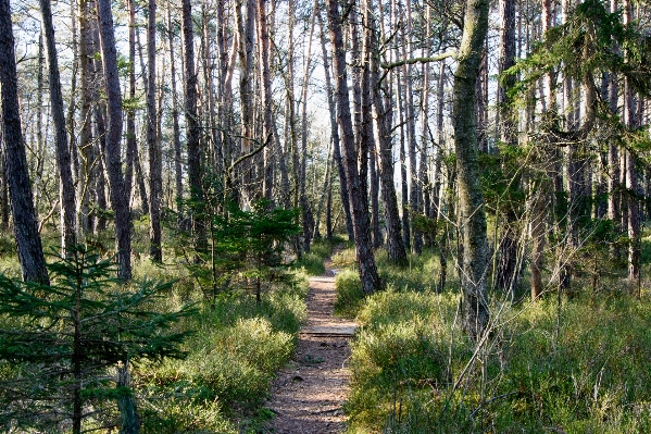 Tree nature forest path Photo