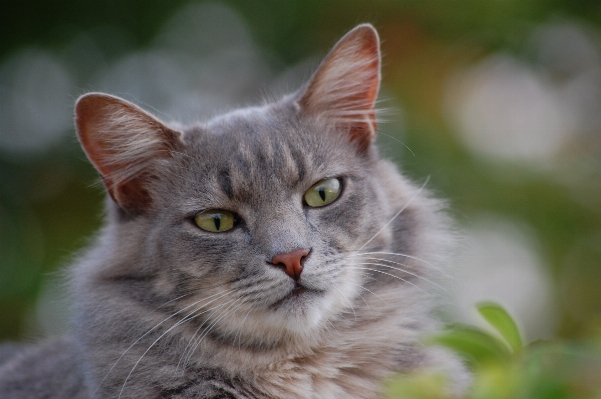 Foto Alam potret anak kucing