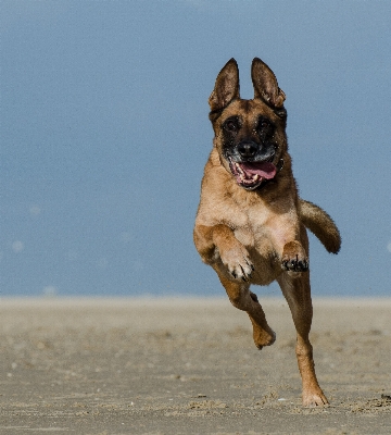 Foto Praia cachorro animal macho