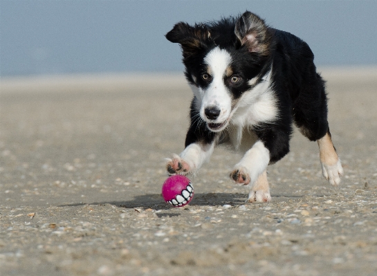 Beach play puppy dog Photo