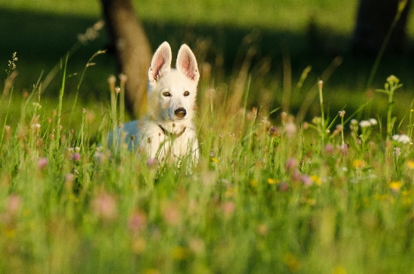 Nature grass lawn meadow Photo