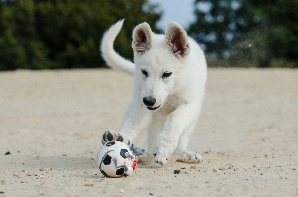 Puppy dog mammal vertebrate