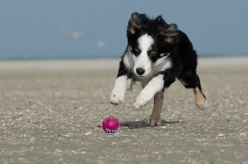 Praia cachorro collie
 mamífero