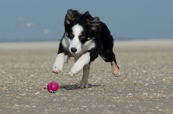 Beach play puppy dog Photo