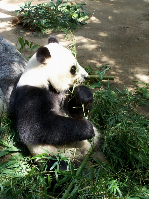 動物 クマ 野生動物 動物園