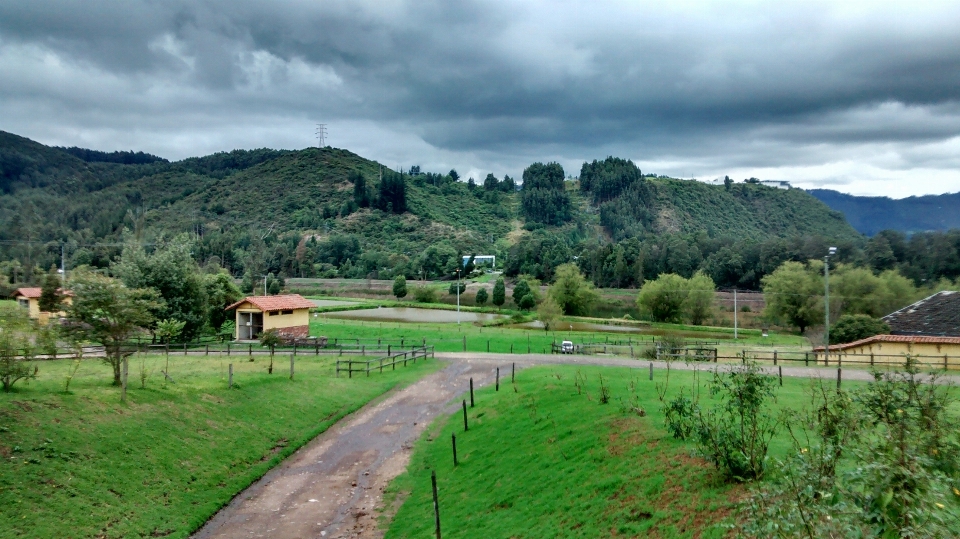 Landschaft baum natur wald