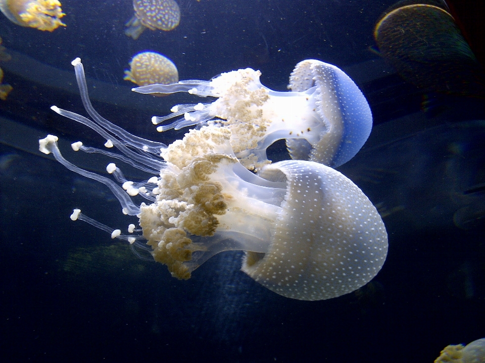 Embaixo da agua biologia medusa vida marinha
