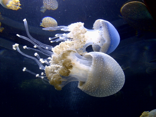 Underwater biology jellyfish sealife Photo