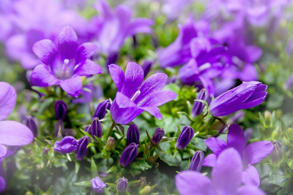 Naturaleza florecer planta flor