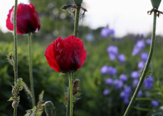 Photo Nature fleurir usine champ