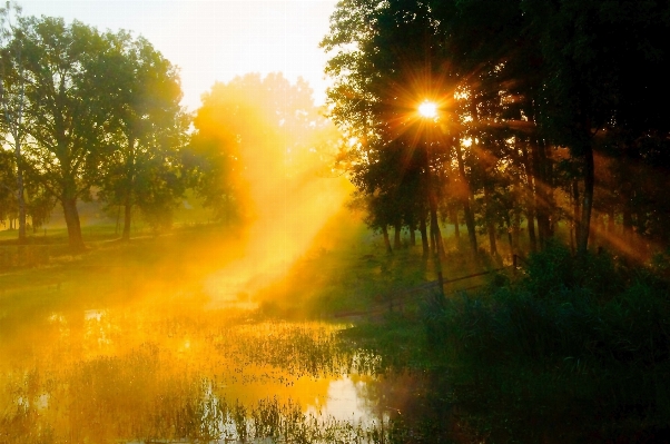 Landscape tree water nature Photo