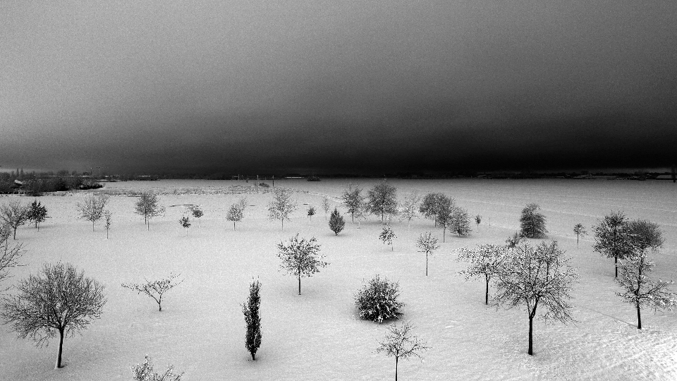 Paisaje árbol naturaleza nieve