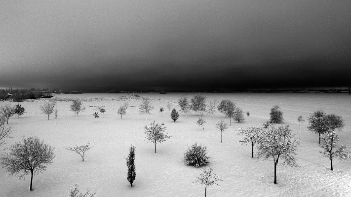 Foto Paesaggio albero natura nevicare